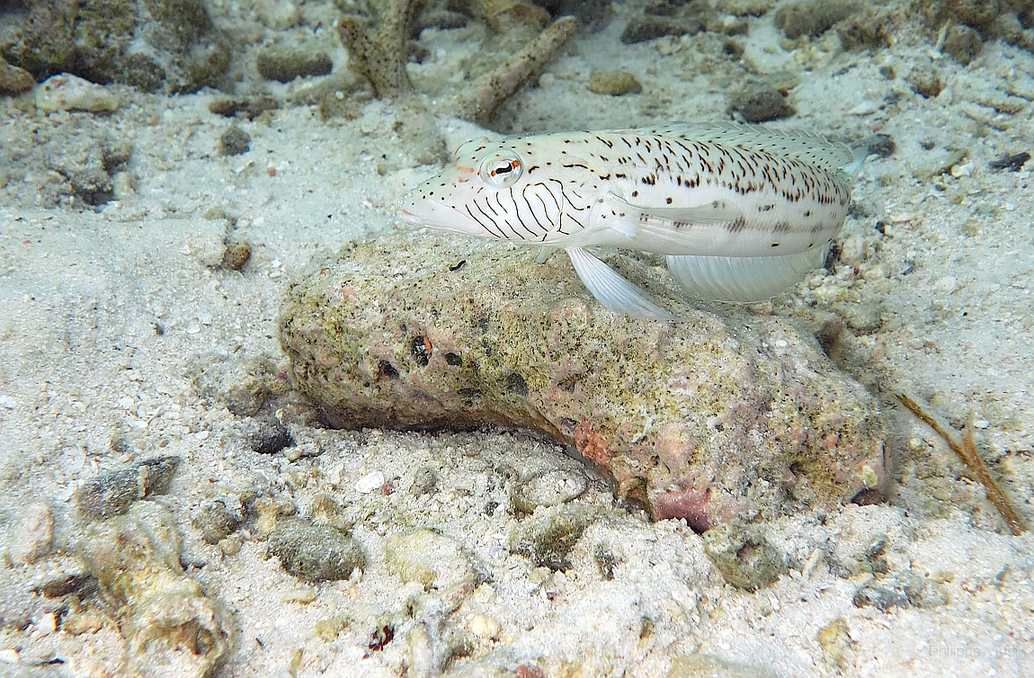 IMG_0968rf_Maldives_Madoogali_House reef_Perche de sable ocelle ou pintade_Parapercis hexophtalma.jpg